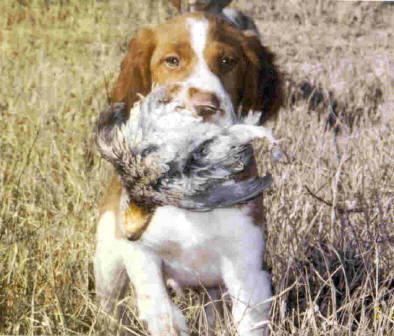 working brittany spaniels for sale